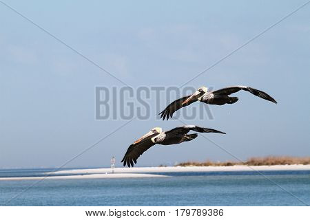 Two male pelicans flying over the water at Ft. Desoto St. Park, Florida