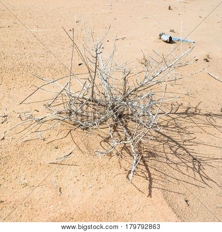 Dried Plant In Sand Of Wadi Rum Desert