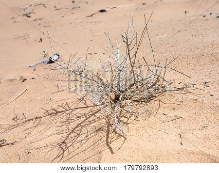 Dried Shrub In Sand Of Wadi Rum Desert