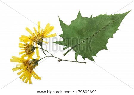 Pressed and dried flowers crepis paludosa isolated on white background. For use in scrapbooking pressed floristry (oshibana) or herbarium.