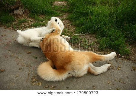 Cute puppies enjoying and playing on the sidewalk