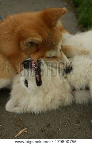 Cute puppies enjoying and playing on the sidewalk
