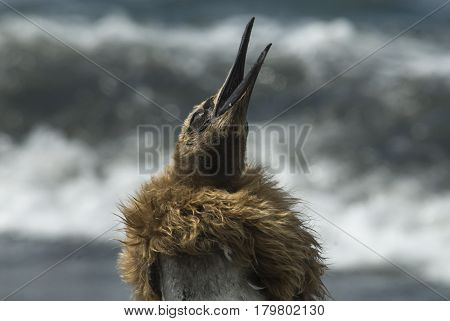 Fluffy King penguin chicks at South Georgia