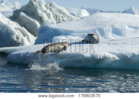Crabeater seals jump on the ice in Antarctica