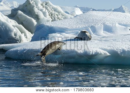 Crabeater seals jump on the ice in Antarctica
