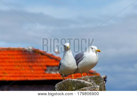 Two large white sea gulls on the background of a red tiled roof in the city of Porto. Portugal.