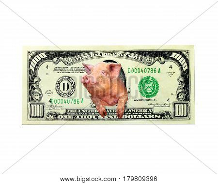 pig looks out of one thousand dollar note instead of the American president isolated on the white