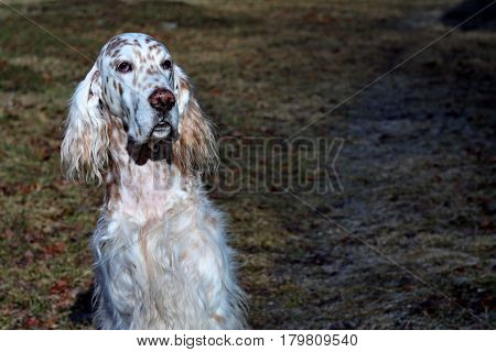 English setter, sweet dog face with long white hair in the spring park on green textured vintage background