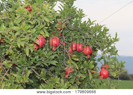 pomegranate tree, tree branch, red pomegranates fruit