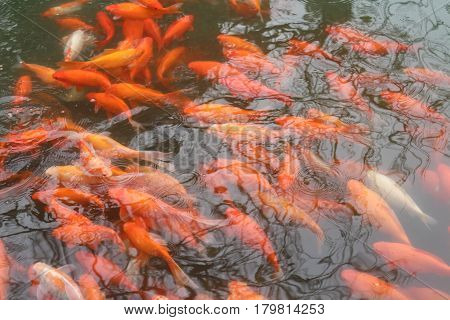 Koi swim in Pond. Movement of swimming in green water