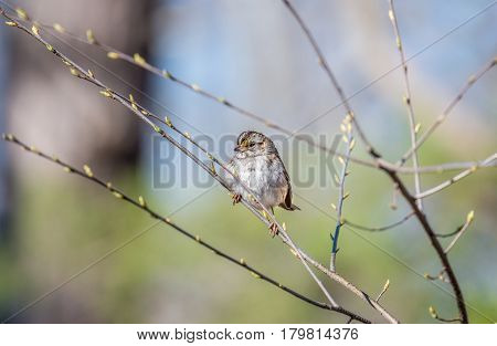 Wid Sparrow perched in a tree in Spring with budding branches