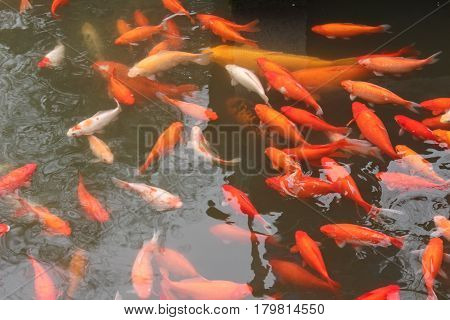 Koi carp fish in the lake or pond. Top view. Horizontal.