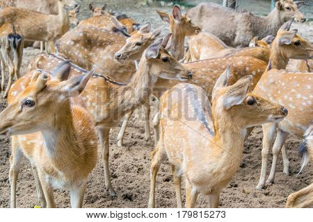 Herd of Sika deers, Vietnam, island, Nha Trang,