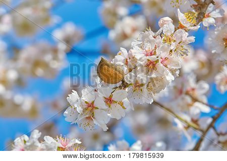 Branch of a Blossoming Almond Tree with Nut