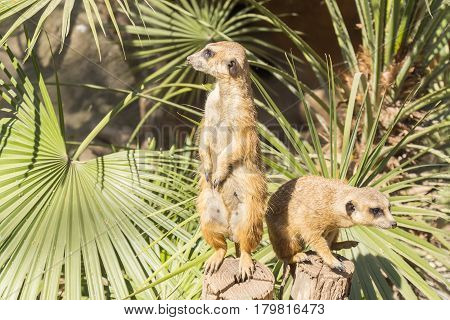 Meerkats to the sun prying Suricata suricatta