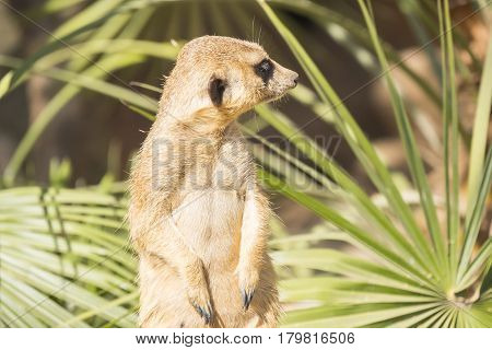 Meerkats to the sun prying Suricata suricatta