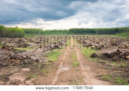 The cleared land for new plantation rebirth and the way concept.After raining day
