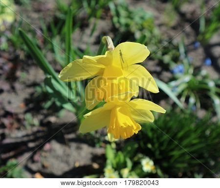 Two yellow Narcissus flowers with green lacewing fly.