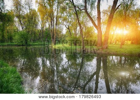 Tranquil Pond With Lush Green Woodland Park in Sunshine. Reflection of trees in water