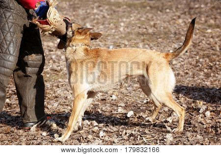 Training of working dog outdoors