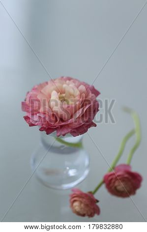 Pink Ranunculus Flower In Small Glass Vase