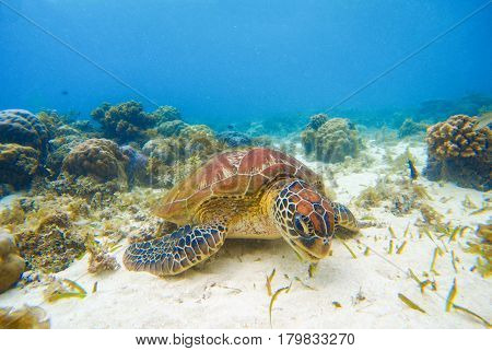 Sea tortoise eating seaweeds on sand bottom. White coral sand and coral reef. Tropical lagoon environment with sea animals. Olive green turtle in wild nature. Snorkeling with turtle underwater photo