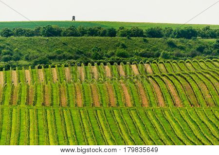 Spring vineyards in the Moravian wine region Pavlov