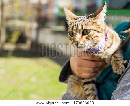First going out. Kitten on a leash outdoor. Woman is holding cat on hands.