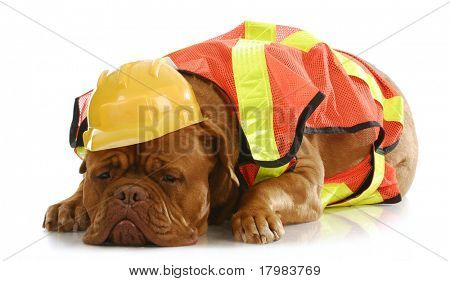 pracovní pes - dogue de bordeaux oblečená jako stavební dělník