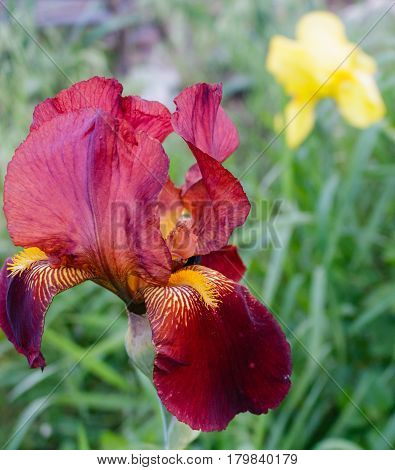 Stunning bearded burgundy iris flower with yellow iris in background field.