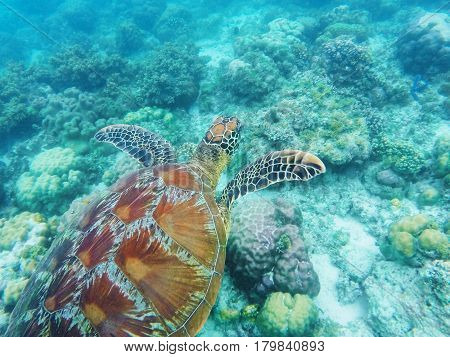 Sea turtle swims above corals on seabottom. White coral sand and coral reef. Tropical lagoon environment with sea animals. Olive green turtle in wild nature. Snorkeling with tortoise underwater photo
