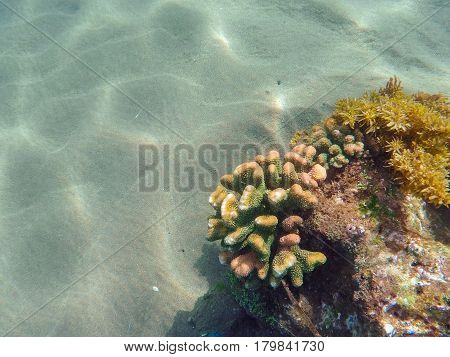 Coral reef formation on the sea bottom. Young coral formation on sand seabottom. Coral reef underwater photo. Snorkeling or diving banner template with text place. Summer vacation activity in seashore