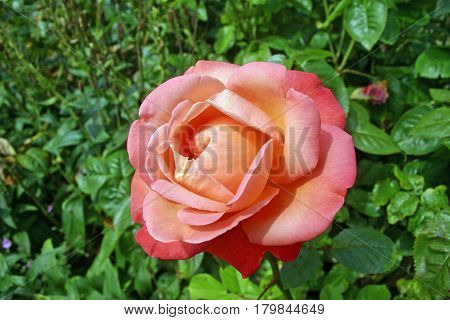 Pink standard rose flower suffused with orange. Background of rose and other leaves.