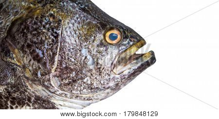 Big fish isolate. Sea fish head closeup with gills and scale texture. Grey and silver fish skin. Seafood photo banner template for eatery menu. Raw fisherman's catch. Oceanic fish on white background