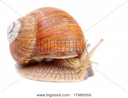 Haven sneglen (Helix aspersa) snegle giver en let høstede kilde til protein for at mange mennesker aro