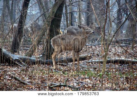 herd of white tailed deer in the woods in the rain