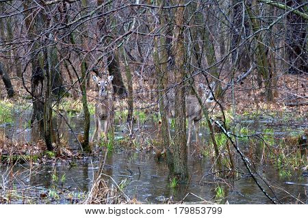 A pair of deer standing in a pool of water in the woods during a rainstorm in winter