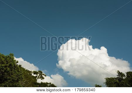 Blue Sky With Some Cloud and Tree Tips