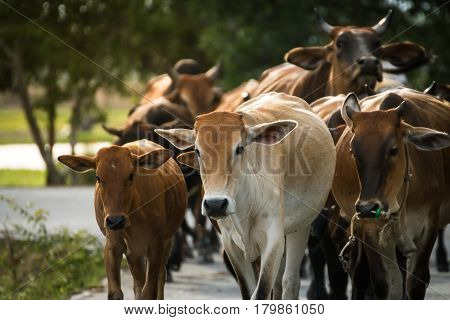 Herd ox on the country road at Thailand
