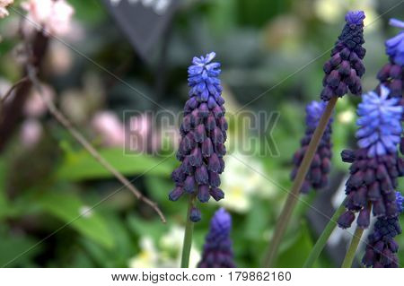 lavender flower purple vertical beautiful lovely spring