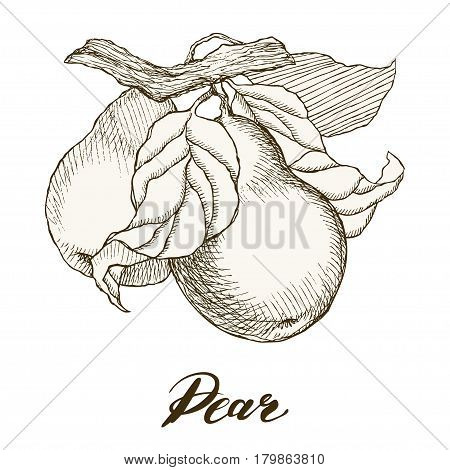Vector illustration of highly detailed hand drawn pears