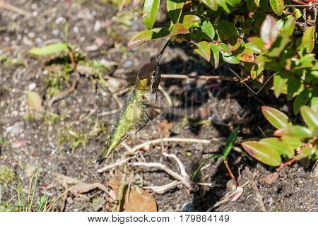 Green Hummingbird Bird Near The Flowers On Blury Background
