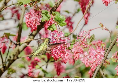 Green Hummingbird Bird Near The Flowers On Blury Background