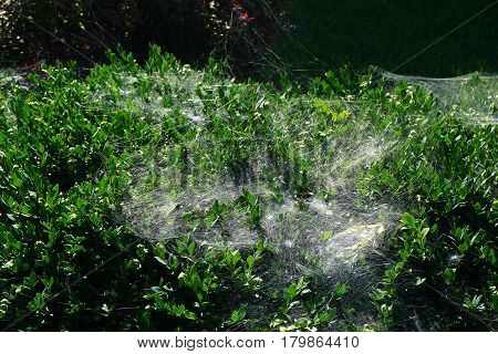 Spider webs cover the leaves and branches of a Korean boxwood (Buxus sinica) growing in a garden in front of a house in Joliet, Illinois during September.
