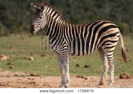 Zebra stepní