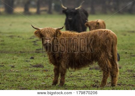 Hairy Highland Bull-Bulls loungers on the green grass