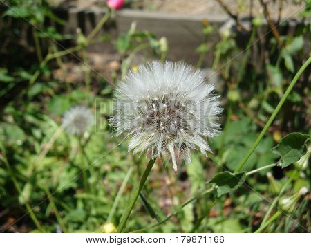 intact dandelion plant ready to release seeds