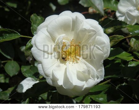 white rose with yellow stamen and a busy bee