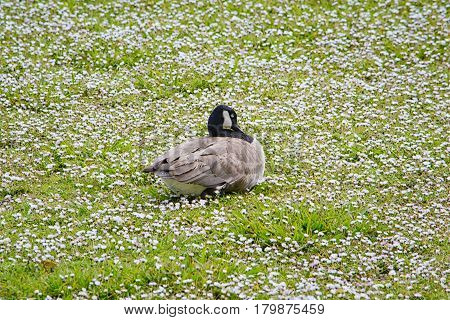 Wid Duck Sleeping On Green Grass With A Flowers
