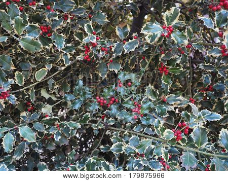 Christmas Holly Plant